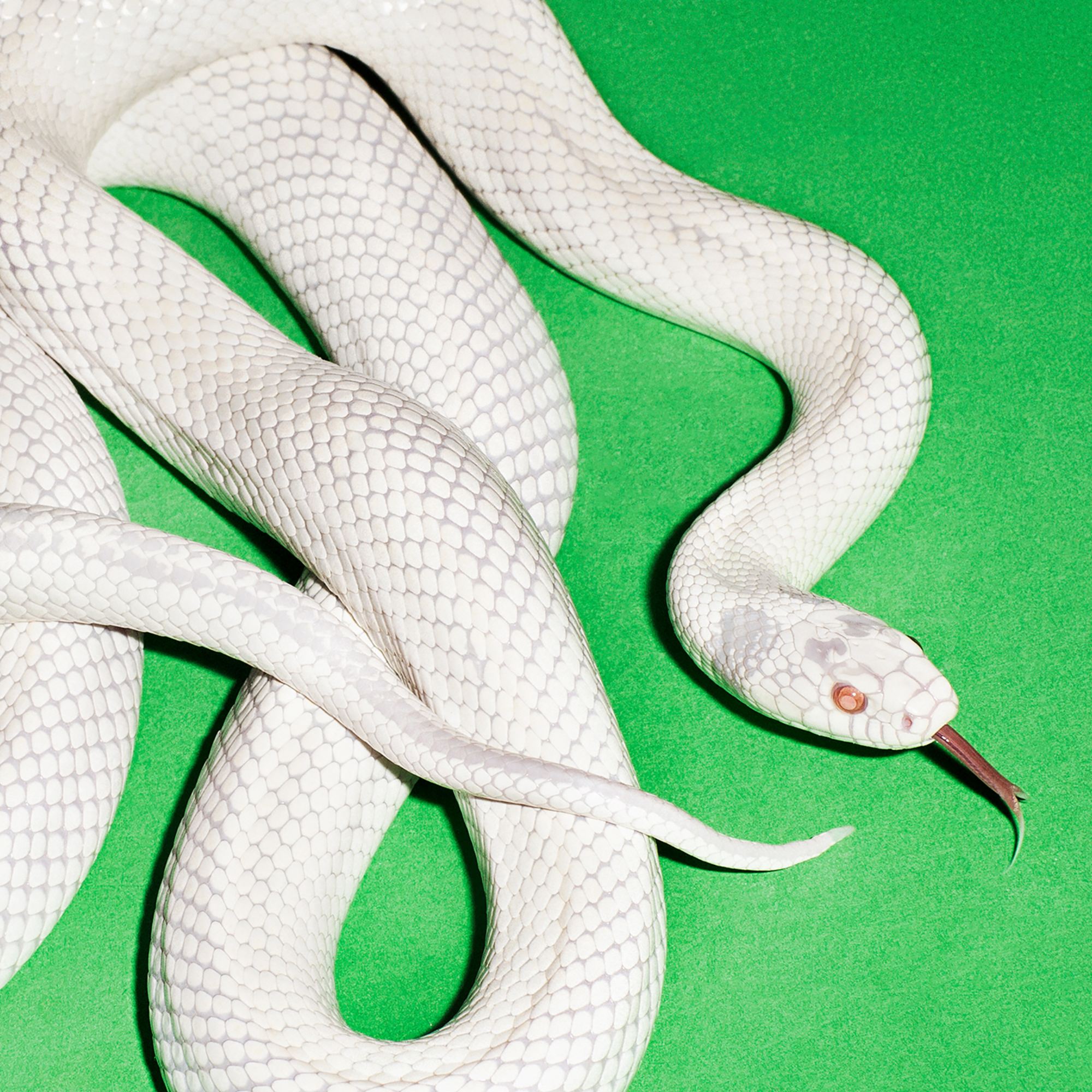 Deftones 'private music' album artwork.